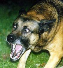 cane aggressivo