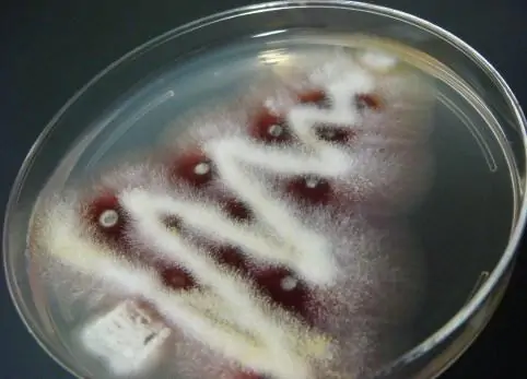 funny science news experiments memes christmas fungus2
