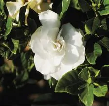 gardenia