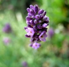 article page main ehow images a06 kh 6n make pure lavender water 800x800