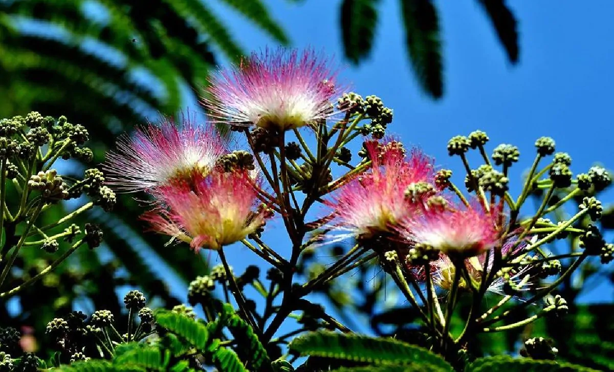 Pianta di mimosa