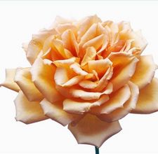 article page main ehow images a04 ol bp which flowers used perfume 800x800