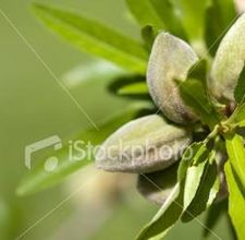 article page main ehow images a04 rs 8g make almond oil 800x800