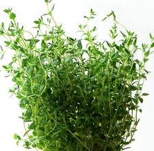 article page main ehow images a06 i6 rl do make lemon thyme tea 800x800