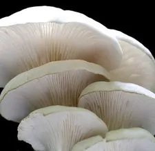article page main ehow images a07 40 lp identify oyster mushrooms 800x800