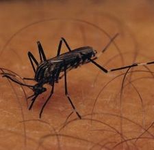 article page main ehow images a08 b6 p4 rid mosquitoes sandalwood sticks 800x800