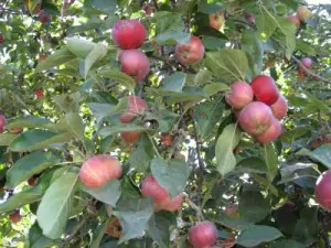 coltivazione melo