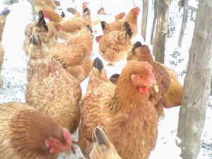 Galline