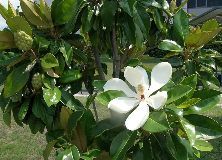 magnolia