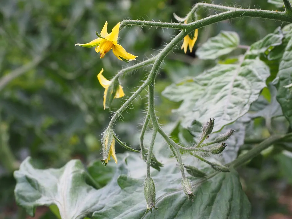 piante di pomodoro