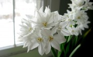 window bloom 21 185x115