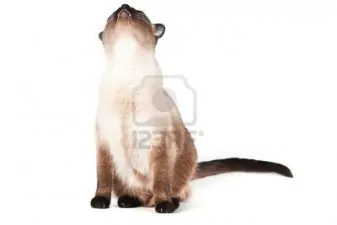 6086146 siamese cat with blue eyes looks upwards isolated on white background