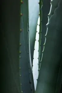 agave plant problems 800x800
