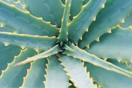article new ehow images a05 md h8 effects agave 1.1 800x8001