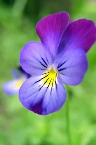 article new ehow images a07 e7 o0 eat wild violets 800x800