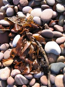 article new ehow images a07 7q gf saute seaweed 800x800
