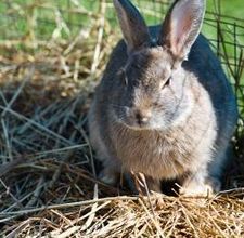 article page main ehow images a07 tk eo keep rabbit out yard 800x800