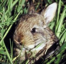 article page main ehow images a08 6n g3 keep rabbit eating tree 800x8001