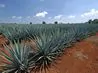 article preview ehow images a05 0d 63 types agaves 1.1 800x800