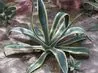 article preview ehow images a05 0d 63 types agaves 2.1 800x800