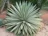 article preview ehow images a05 0d 63 types agaves 3.1 800x800