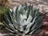 article preview ehow images a05 0d 63 types agaves 4.1 800x800