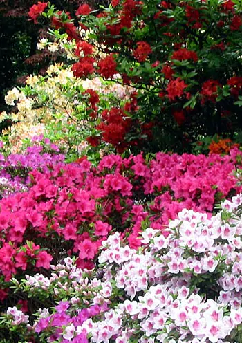 azalea shrubs