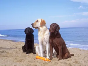 cani spiaggia1