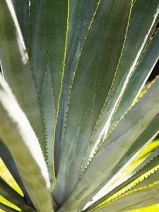 care disease agave plants 800x800