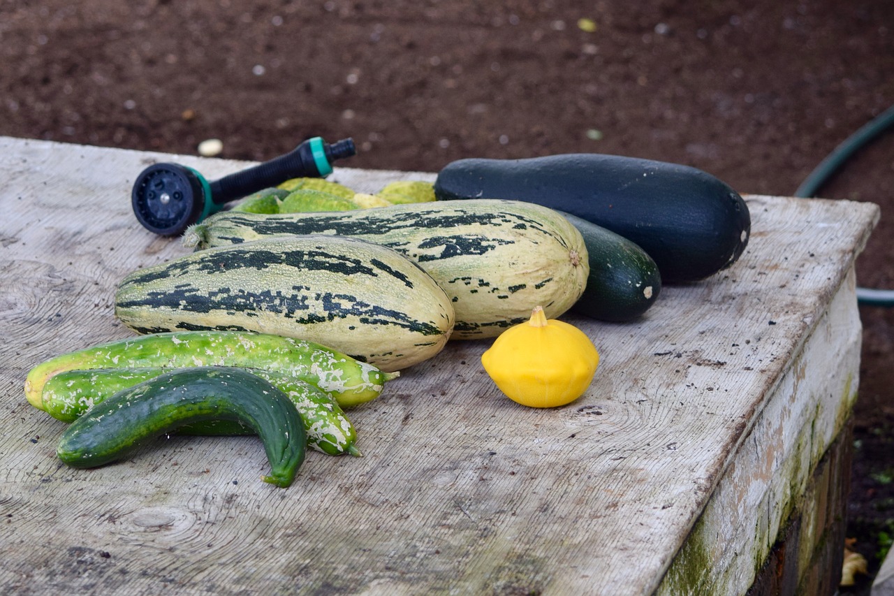 Piante di melanzana bianca - Il Giardino delle Meraviglie