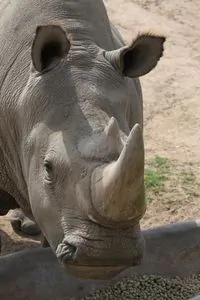 horn rhinoceros considered aphrodisiac  800x800