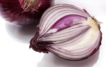 onion 276590 960 720 1 364x230