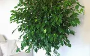 pianta di ficus b 185x115