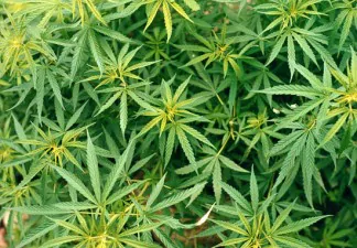 pianta di marijuana1