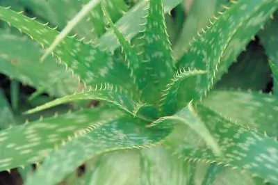 propagate agave plant 800x800