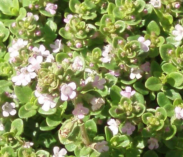 thymus citriodorus