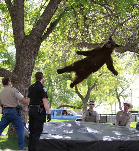 A bear falls from a tree 001