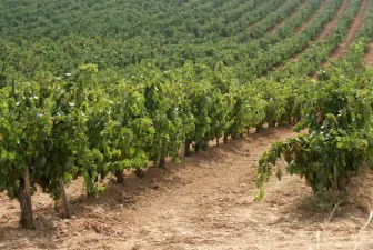 Vinedos Castilla Leon