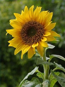 article new ehow images a04 nj ib until sunflower seeds ready pick 800x800