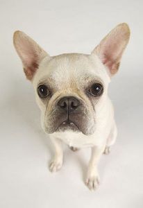 article new ehow images a04 oi kd rid of ear mites dogs 800x800