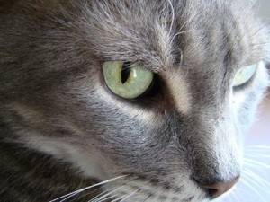 article new ehow images a05 pa si use garlic control fleas cats 800x800 300x225