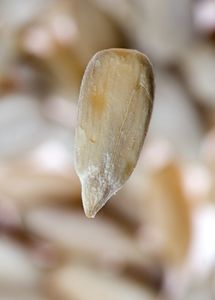article new ehow images a06 r3 g1 prepare sunflower seeds eating 800x8001