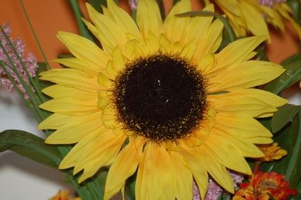 article new ehow images a06 sh 9r dehull sunflower seeds 800x800