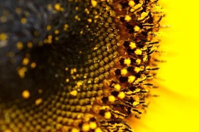 article new ehow images a07 ba 7g gather sunflower seeds 800x800