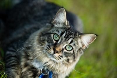 article new ehow images a07 nv 99 fix matted hair old cat 800x800