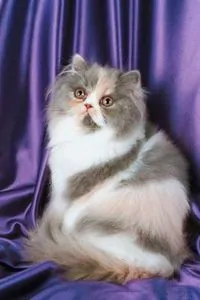 article new ehow images a08 7n is remove tangles longhaired cats 800x800