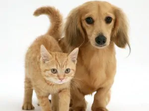 gatto e cane1