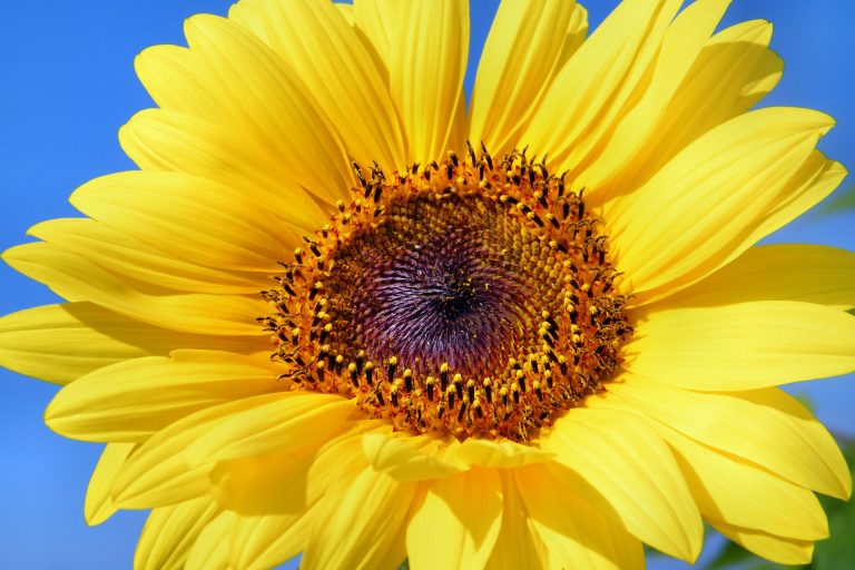 girasole