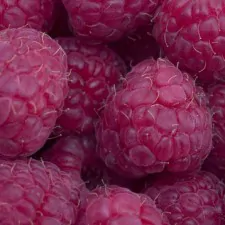 lib Raspberries 007a
