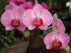orchidea gyani